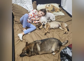 FELICE - Gerettet vor dem Tod durch Erschießen; 2023