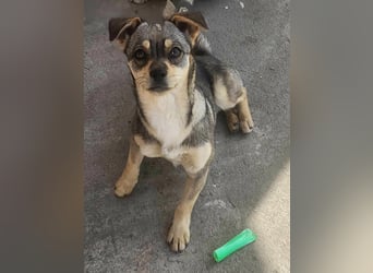 FELICE - Gerettet vor dem Tod durch Erschießen; 2023