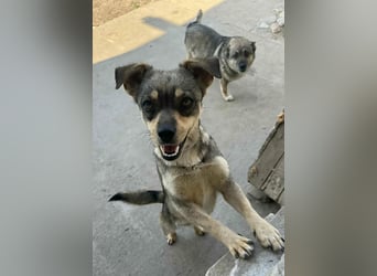 FELICE - Gerettet vor dem Tod durch Erschießen; 2023