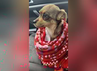 FELICE - Gerettet vor dem Tod durch Erschießen; 2023