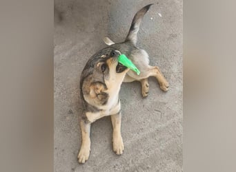 FELICE ♥ - Gerettet vor dem Tod durch Erschießen; 2023