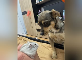 FELICE ♥ - Gerettet vor dem Tod durch Erschießen; 2023