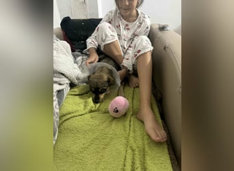 FELICE - Gerettet vor dem Tod durch Erschießen; 2023