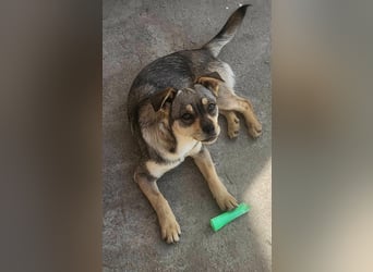 FELICE - Gerettet vor dem Tod durch Erschießen; 2023