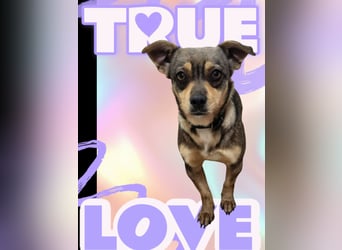 FELICE ♥ - Gerettet vor dem Tod durch Erschießen; 2023