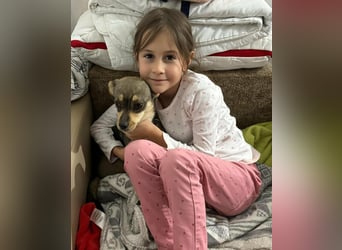 FELICE ♥ - Gerettet vor dem Tod durch Erschießen; 2023