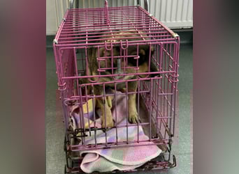 FELICE - Gerettet vor dem Tod durch Erschießen; 2023