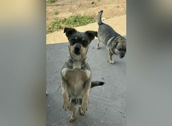 FELICE - Gerettet vor dem Tod durch Erschießen; 2023