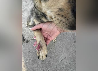 FELICE - Gerettet vor dem Tod durch Erschießen; 2023