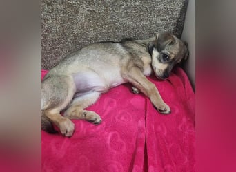 FELICE ♥ - Gerettet vor dem Tod durch Erschießen; 2023