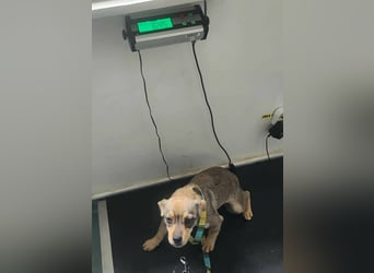 FELICE ♥ - Gerettet vor dem Tod durch Erschießen; 2023