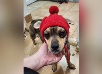 FELICE ♥ - Gerettet vor dem Tod durch Erschießen; 2023