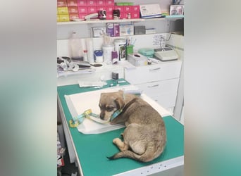 FELICE ♥ - Gerettet vor dem Tod durch Erschießen; 2023