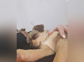 FELICE ♥ - Gerettet vor dem Tod durch Erschießen; 2023