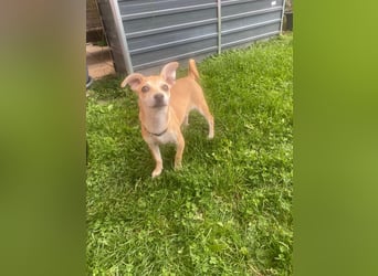 Tarea: einfach nur Zucker