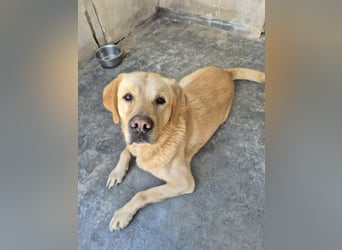 Tarea: einfach nur Zucker