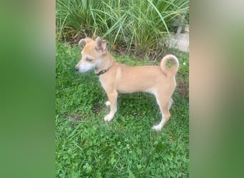 Tarea: einfach nur Zucker