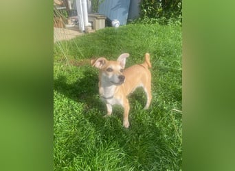 Tarea: einfach nur Zucker