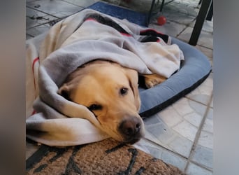 Tarea: einfach nur Zucker