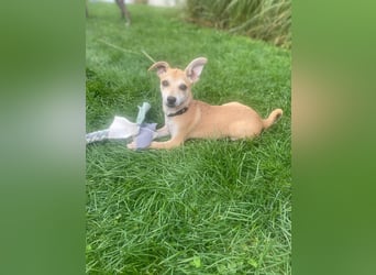 Tarea: einfach nur Zucker