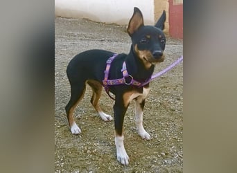 Mila - familiengeeignet, freundlich und verspielt