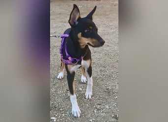 Mila - familiengeeignet, freundlich und verspielt