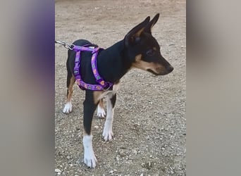 Mila - familiengeeignet, freundlich und verspielt