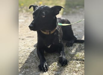 Zora ein ängstlicher Engel