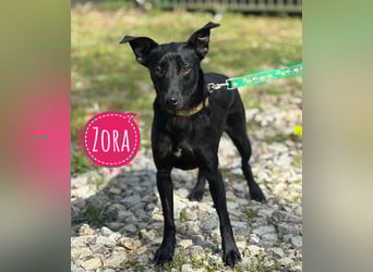 Zora ein ängstlicher Engel