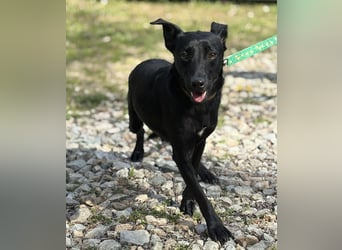 Zora ein ängstlicher Engel