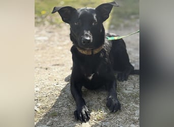 Zora ein ängstlicher Engel