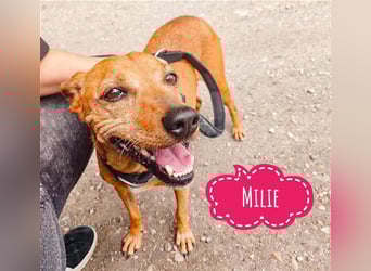 Milie ein winziger Schatz