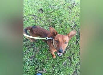 Pucki sucht Pflege- oder Endstelle 