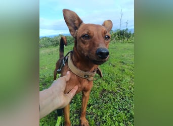 Pucki sucht Pflege- oder Endstelle 