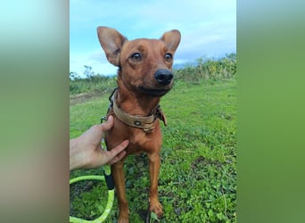 Pucki sucht Pflege- oder Endstelle 