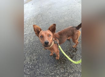 Pucki sucht Pflege- oder Endstelle 