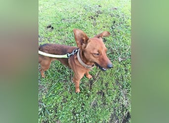 Pucki sucht Pflege- oder Endstelle 