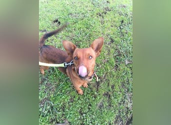 Pucki sucht Pflege- oder Endstelle 