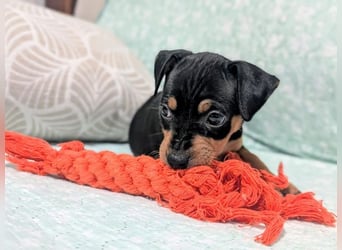 Zuckersüßer AQUILES-verschmuster, verspielter Bub sucht liebevolle Für-immer-Familie