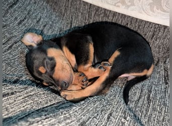 Zuckersüße HELENA- sucht ihre liebevolle Für-immer-Familie