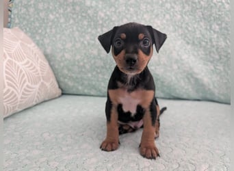 Zuckersüßer AQUILES-verschmuster, verspielter Bub sucht liebevolle Für-immer-Familie