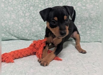 Zuckersüße HELENA- sucht ihre liebevolle Für-immer-Familie