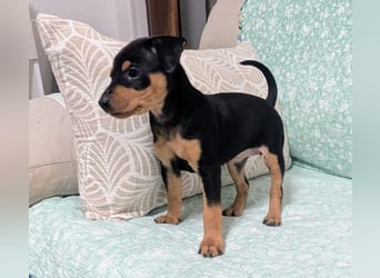 Zuckersüße HELENA- sucht ihre liebevolle Für-immer-Familie