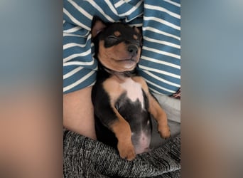 Zuckersüßer AQUILES-verschmuster, verspielter Bub sucht liebevolle Für-immer-Familie