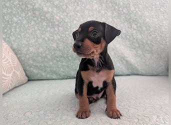 Zuckersüßer AQUILES-verschmuster, verspielter Bub sucht liebevolle Für-immer-Familie