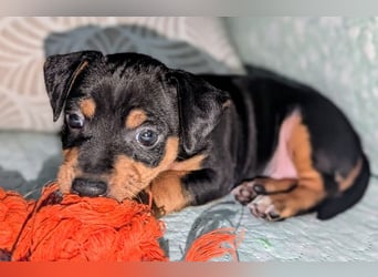 Zuckersüßer AQUILES-verschmuster, verspielter Bub sucht liebevolle Für-immer-Familie