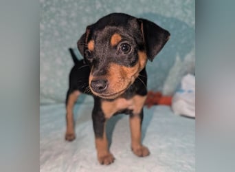 Zuckersüße HELENA- sucht ihre liebevolle Für-immer-Familie