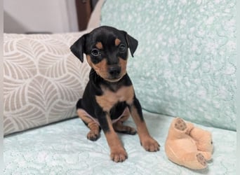 Zuckersüße HELENA- sucht ihre liebevolle Für-immer-Familie