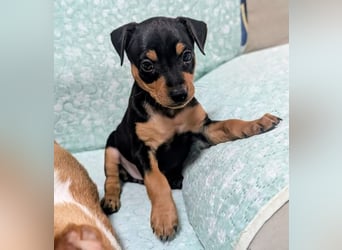 Zuckersüße HELENA- sucht ihre liebevolle Für-immer-Familie