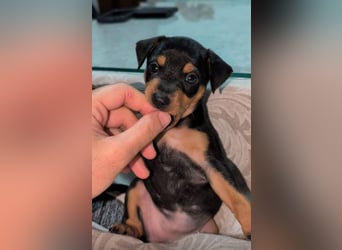 Zuckersüße HELENA- sucht ihre liebevolle Für-immer-Familie